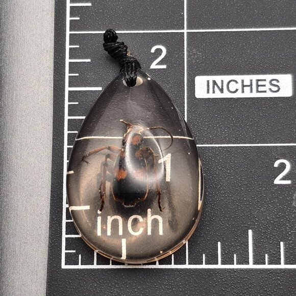 Lucite Pendant w/ Bombardier Beetle Acid-Squirting Insect Teardrop Shape 1.75" - Picture 7 of 7